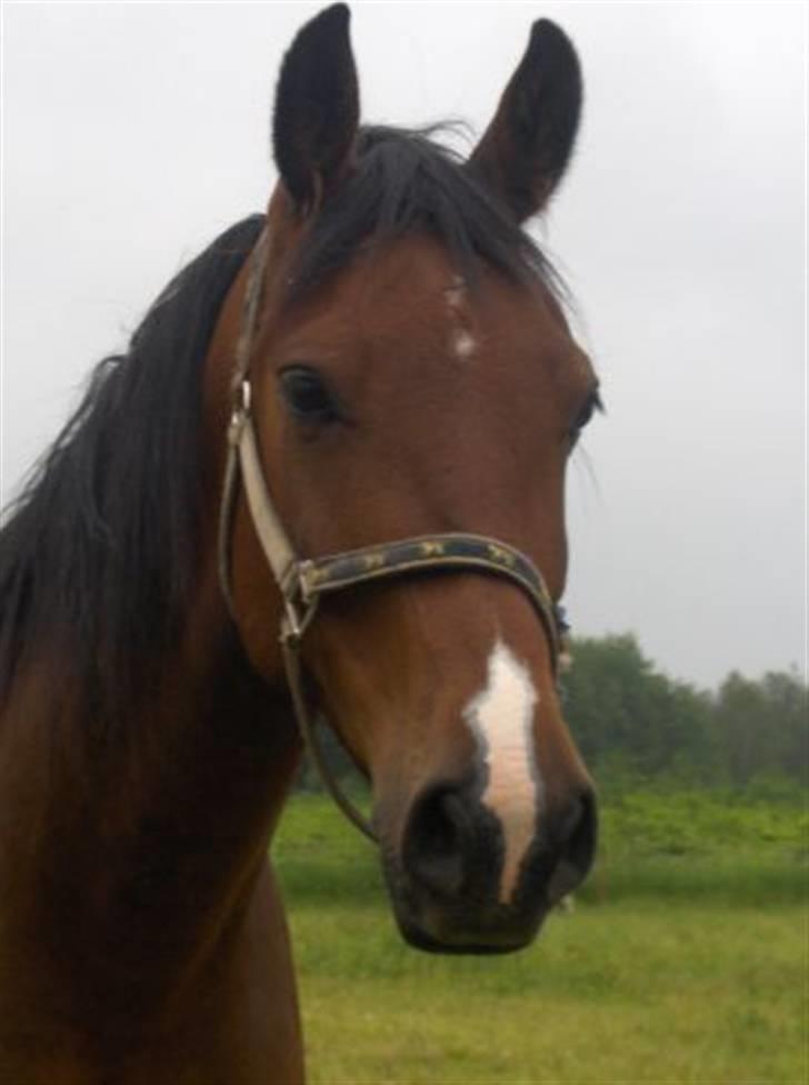 Oldenborg DuFaux billede 8