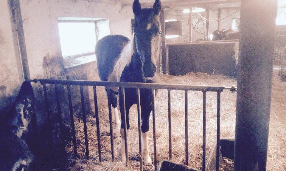 Barockpinto New Star  - Fra avler billede 11