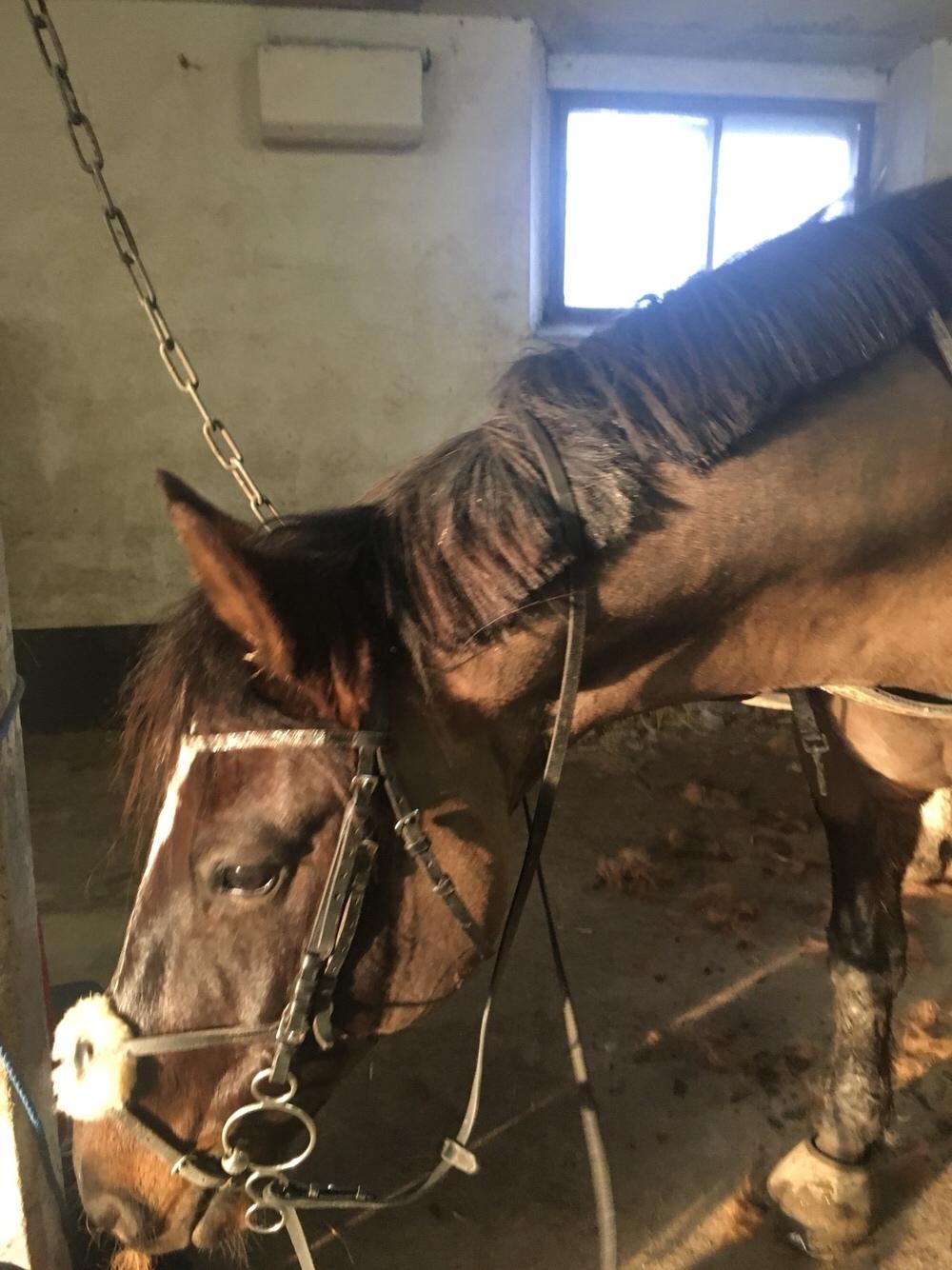 Welsh Cob (sec D) Winner billede 20