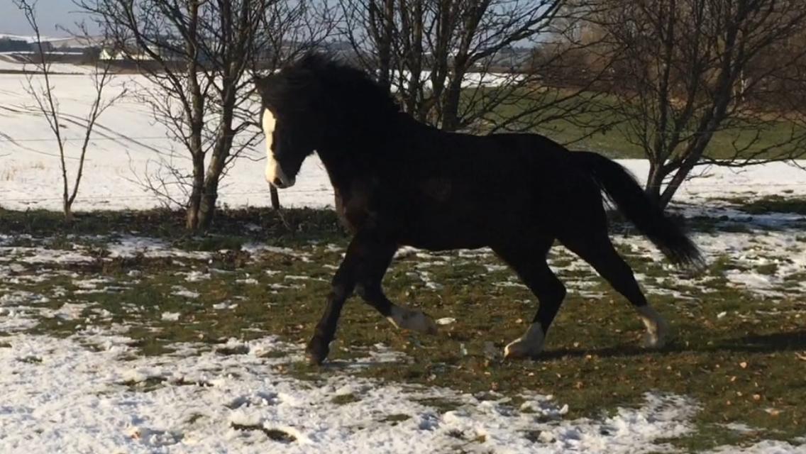 Welsh Pony af Cob-type (sec C) Dorthealyst Jack Daniels billede 8