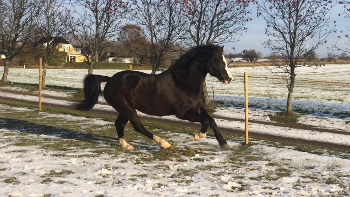 Welsh Pony af Cob-type (sec C) Dorthealyst Jack Daniels billede 20
