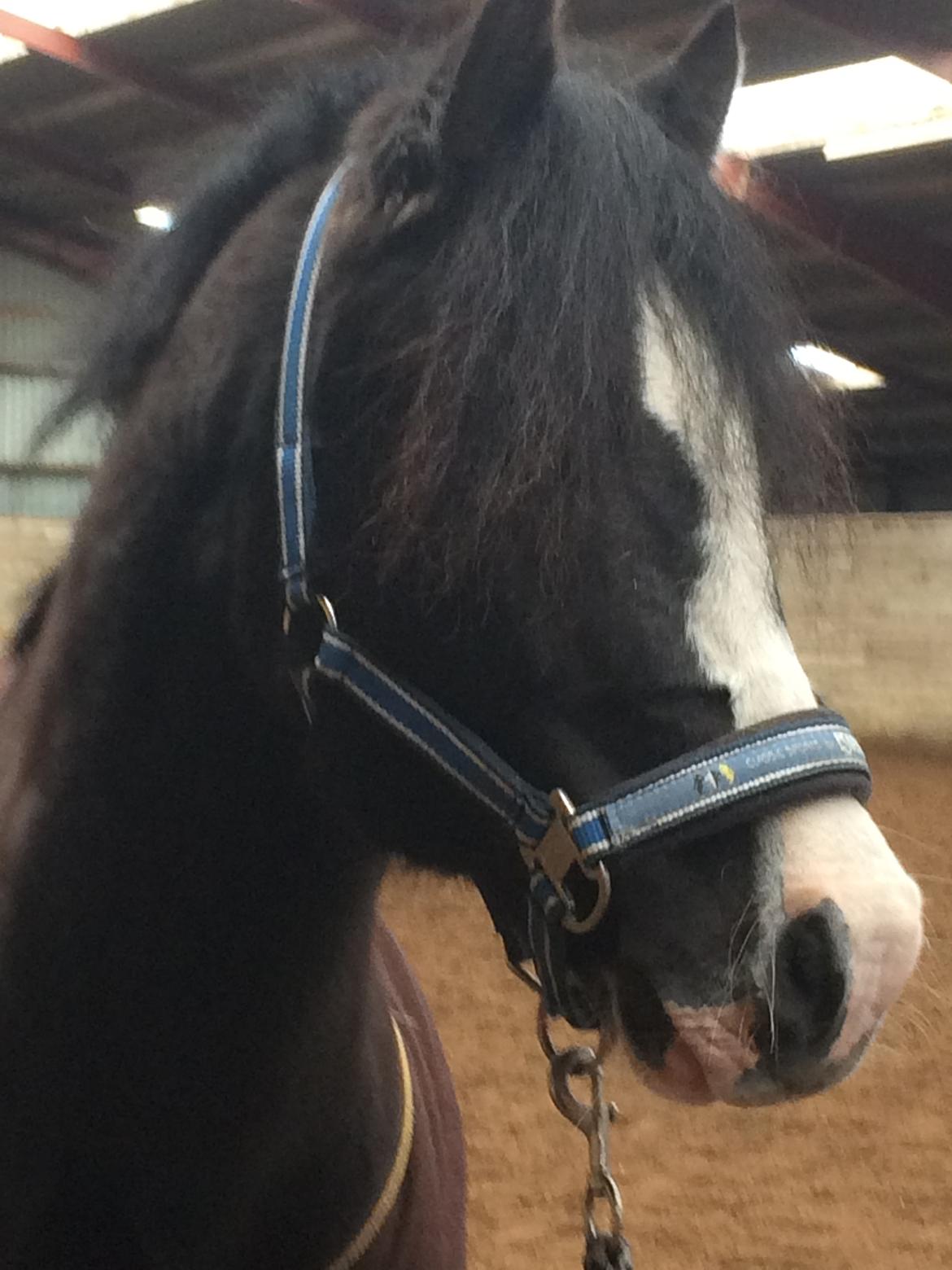 Welsh Pony af Cob-type (sec C) Dorthealyst Jack Daniels billede 5