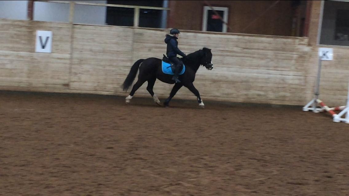 Welsh Pony af Cob-type (sec C) Dorthealyst Jack Daniels billede 6