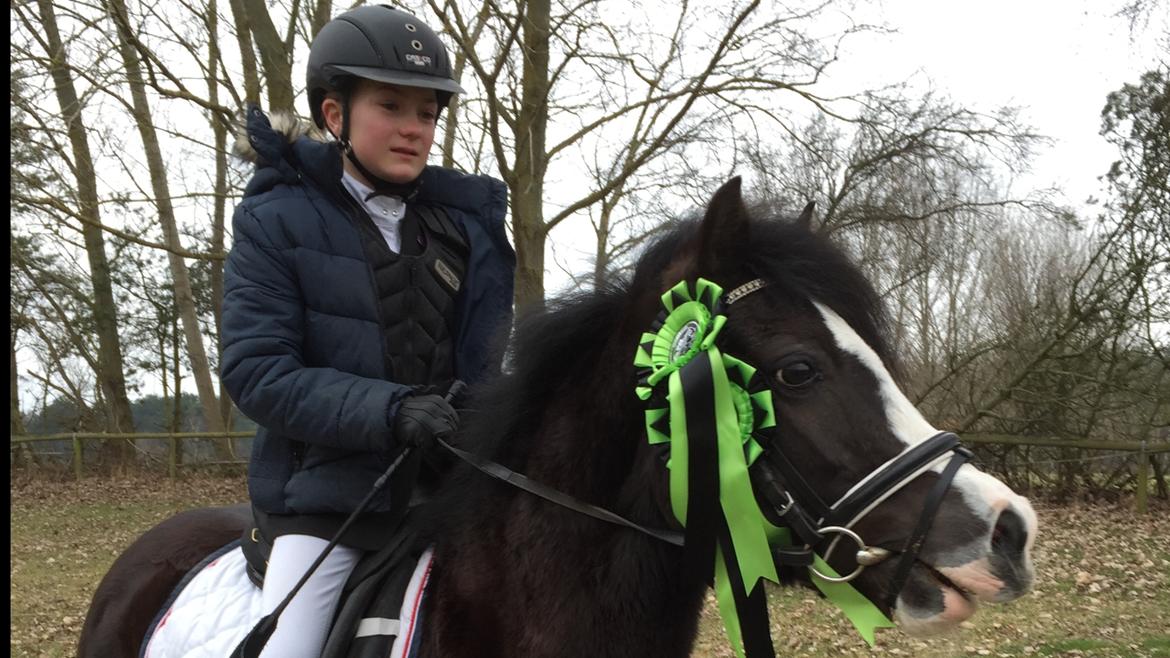 Welsh Pony af Cob-type (sec C) Dorthealyst Jack Daniels billede 10