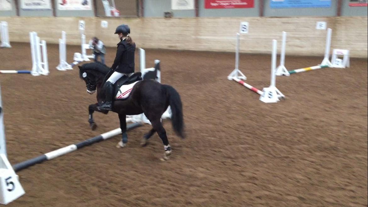 Welsh Pony af Cob-type (sec C) Dorthealyst Jack Daniels billede 15