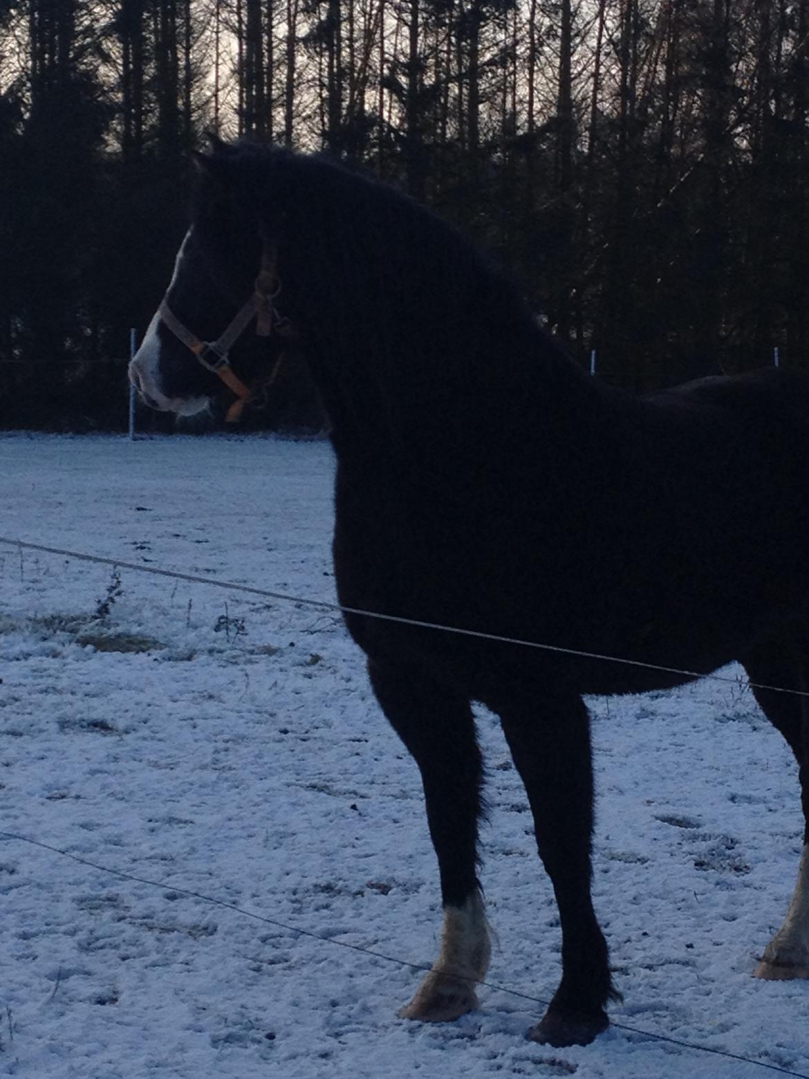 Welsh Pony af Cob-type (sec C) Dorthealyst Jack Daniels billede 14