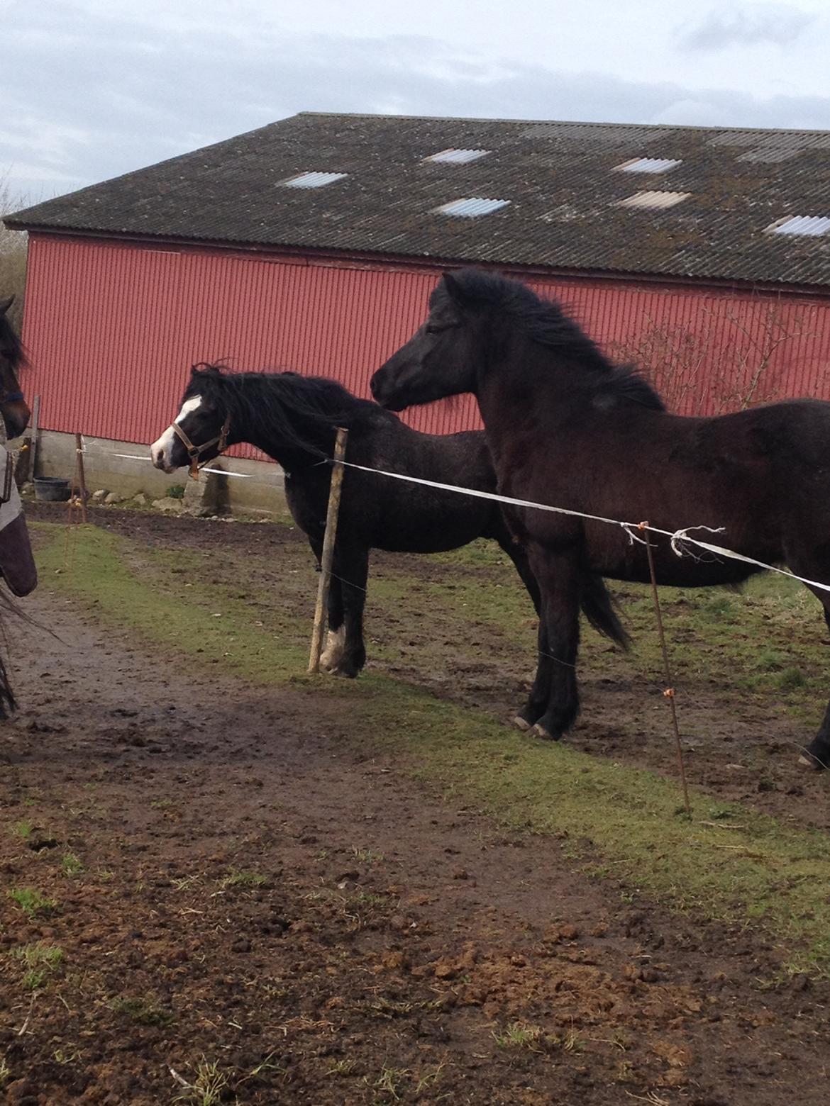 Welsh Pony af Cob-type (sec C) Dorthealyst Jack Daniels billede 17