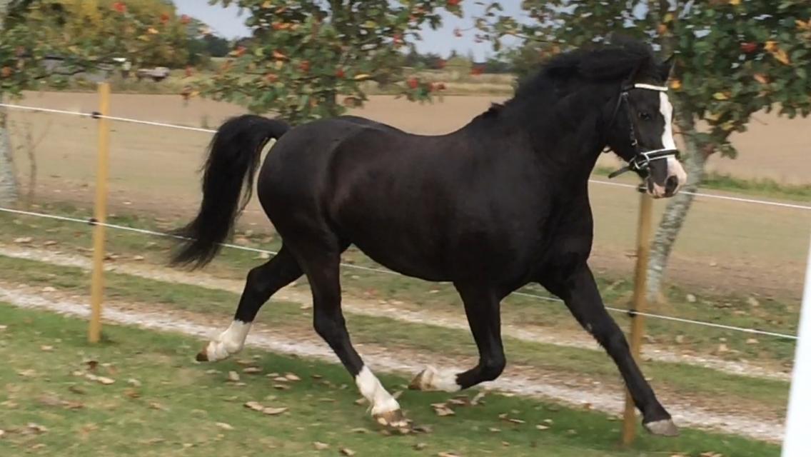 Welsh Pony af Cob-type (sec C) Dorthealyst Jack Daniels billede 12