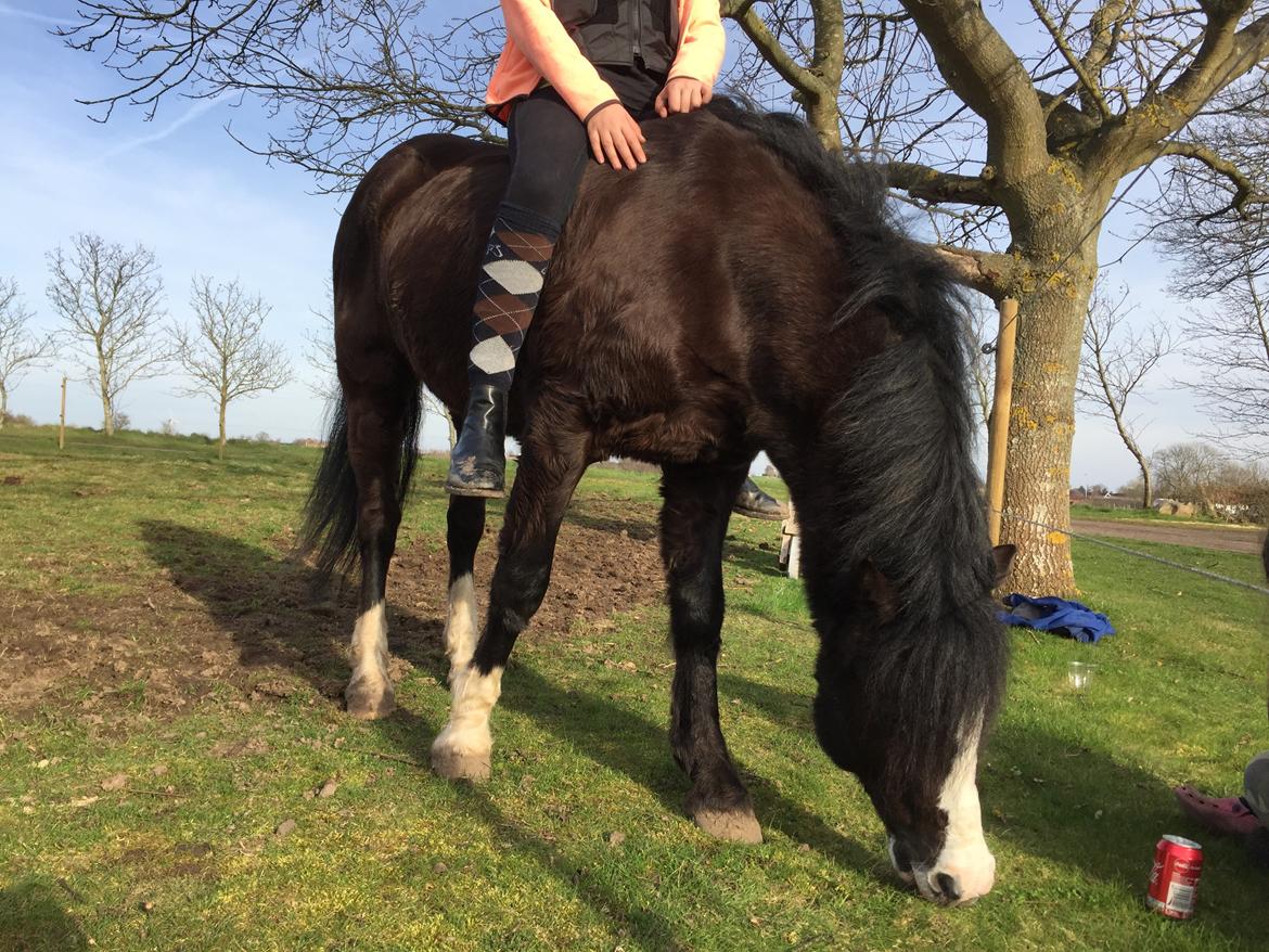 Welsh Pony af Cob-type (sec C) Dorthealyst Jack Daniels billede 16