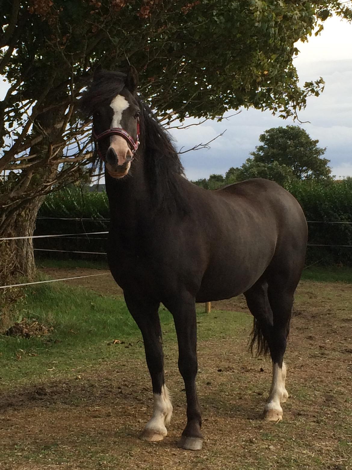 Welsh Pony af Cob-type (sec C) Dorthealyst Jack Daniels billede 11