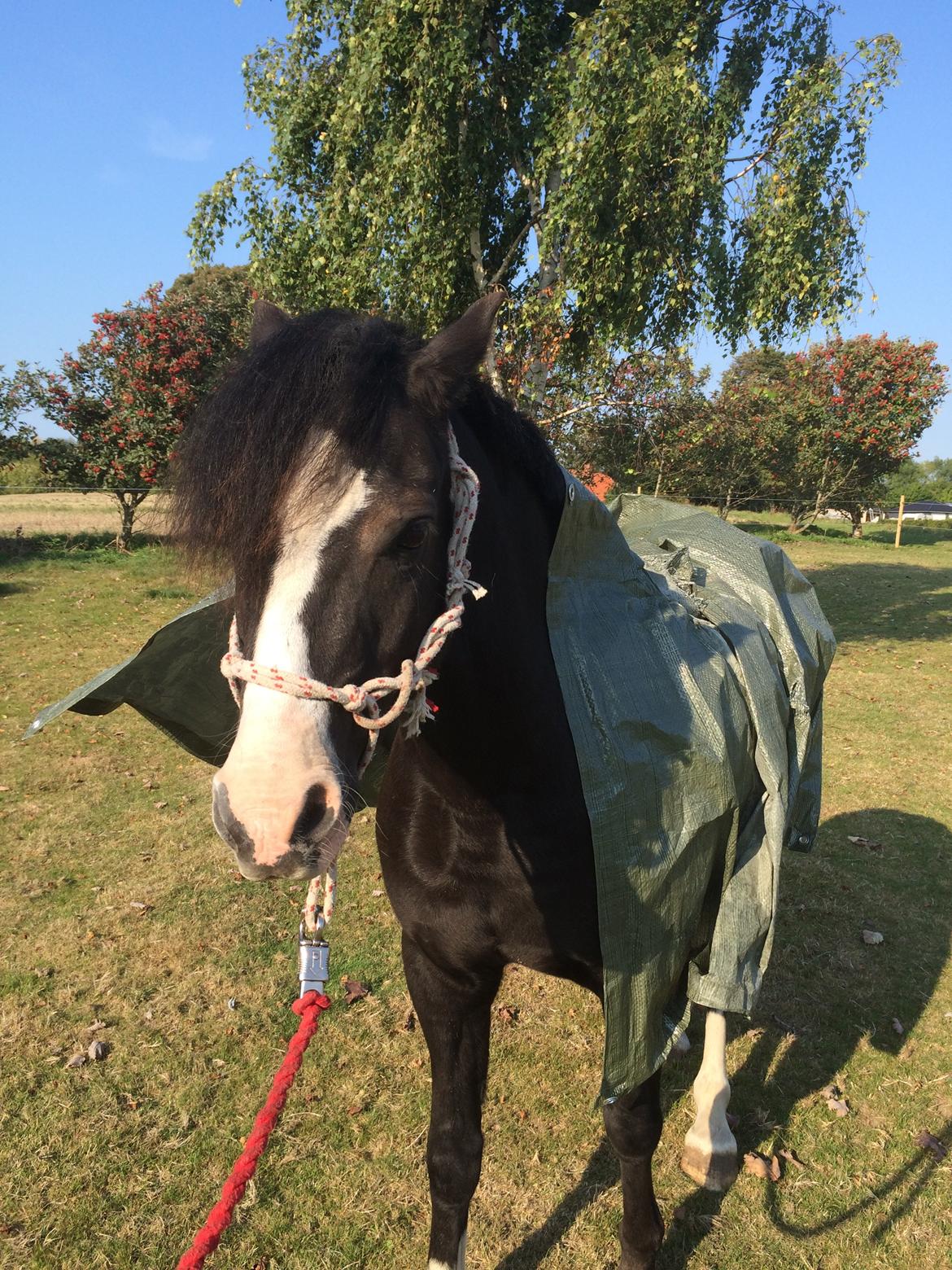 Welsh Pony af Cob-type (sec C) Dorthealyst Jack Daniels billede 18