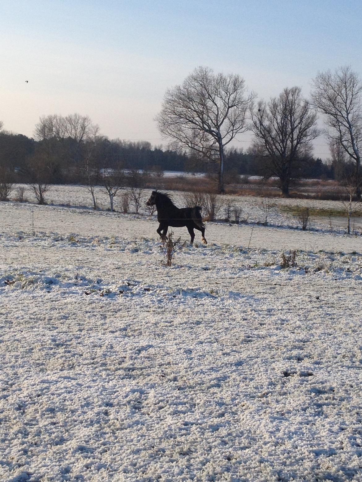 Welsh Pony af Cob-type (sec C) Dorthealyst Jack Daniels billede 19