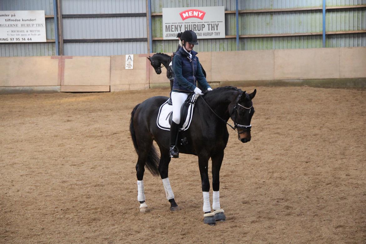 Dansk Varmblod Elversøes Chanel - 25. marts 2017 billede 14