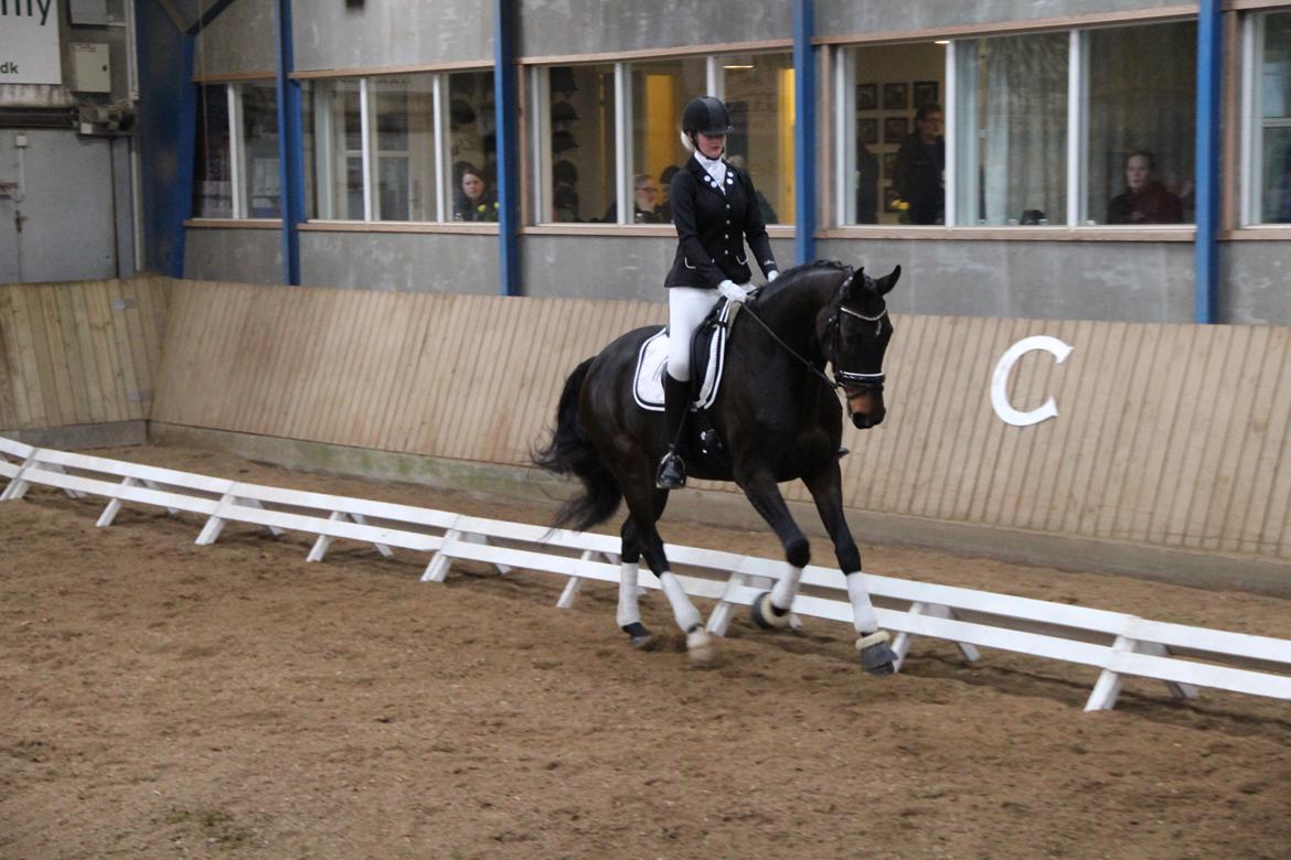 Dansk Varmblod Elversøes Chanel - 25. marts 2017 billede 15