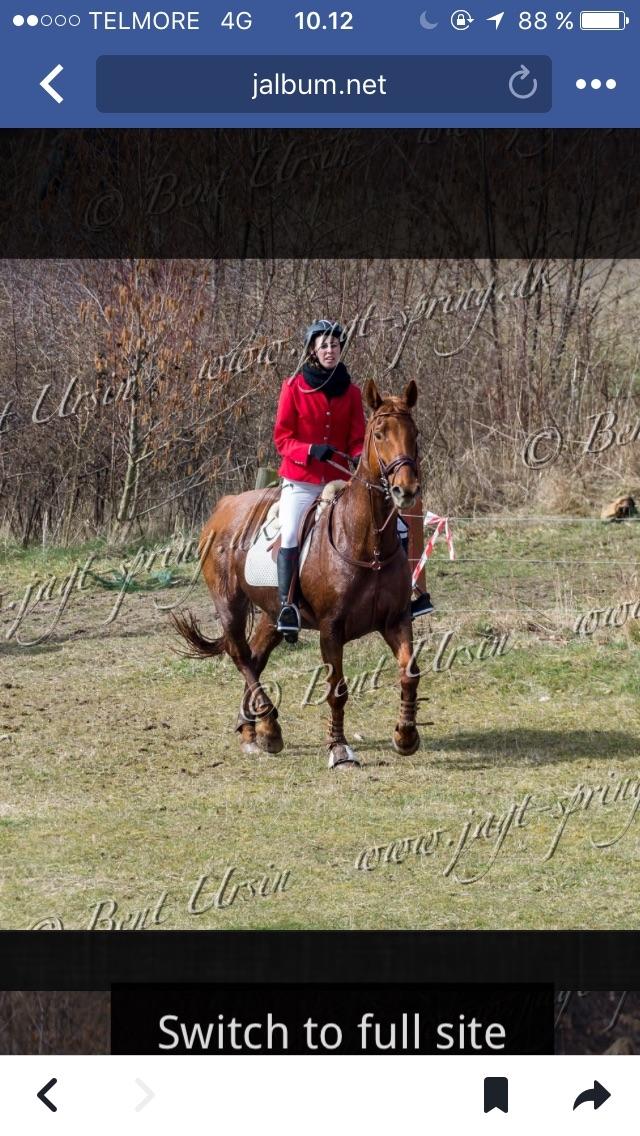 Anden særlig race Hovgårdens Fleur - Jagt d. 26/3-17 billede 14