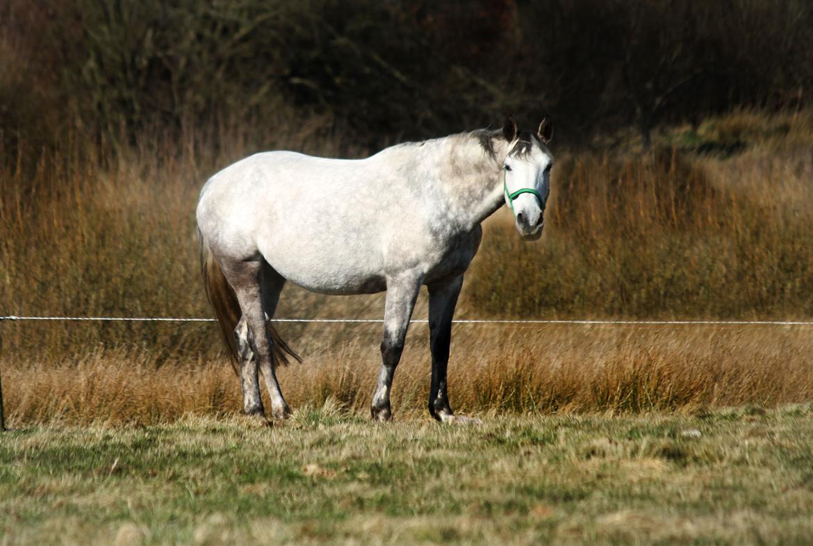 Dansk Varmblod Lambrié Vejen (Avlshoppe) - Den smukke dame i 8. måned <3 billede 12