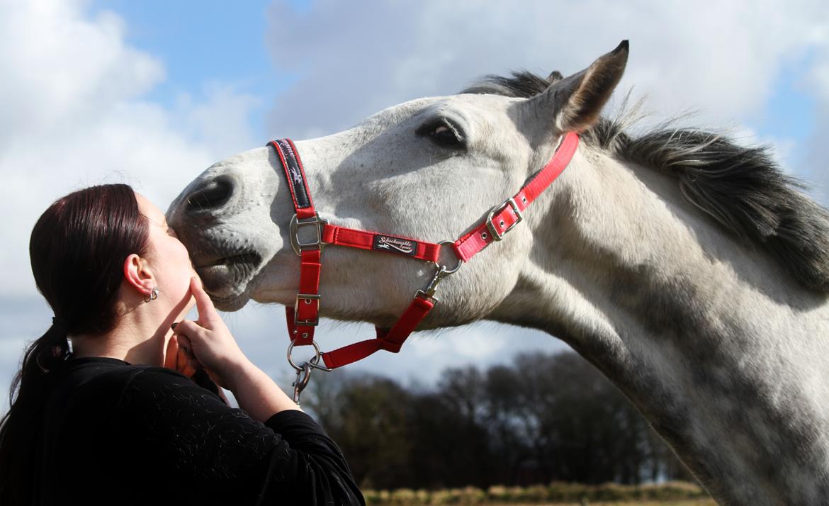 Dansk Varmblod Lambrié Vejen (Avlshoppe) - NYT: Mys fra min dejlige dame :) <3 billede 13