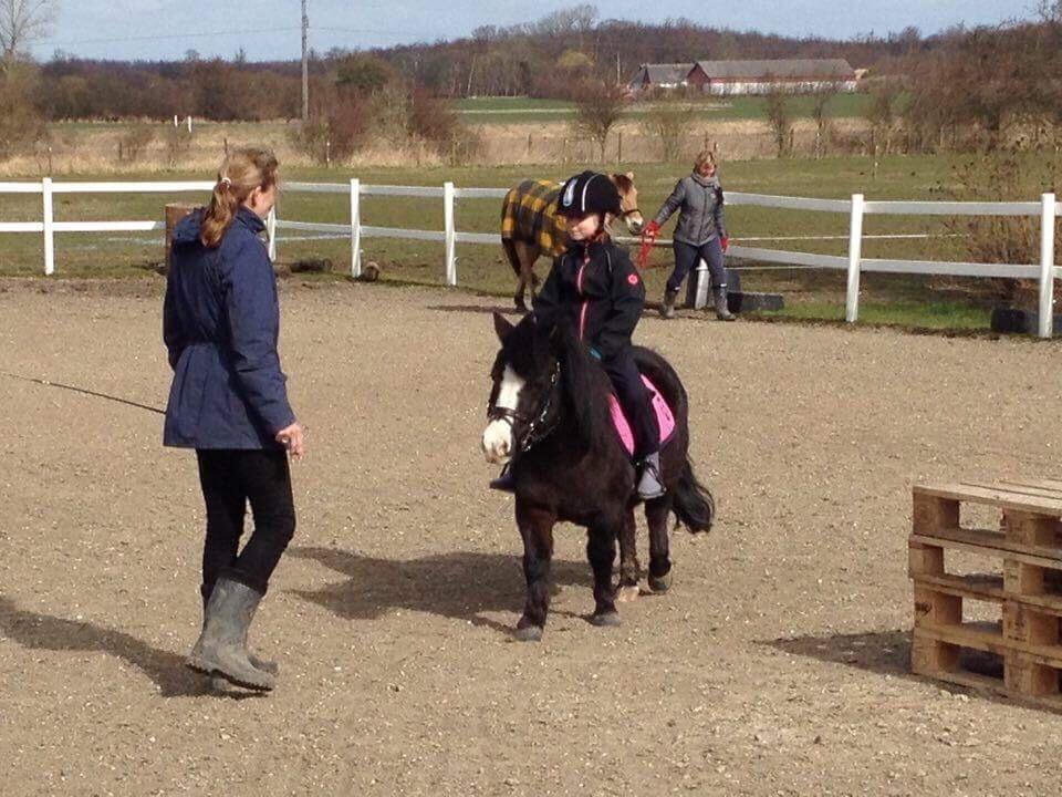 Anden særlig race Glimmer ~ SOLGT billede 13