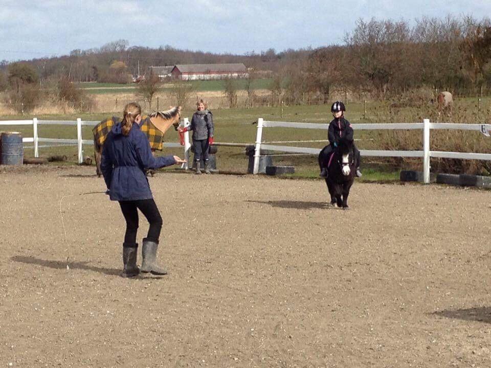 Anden særlig race Glimmer ~ SOLGT billede 14