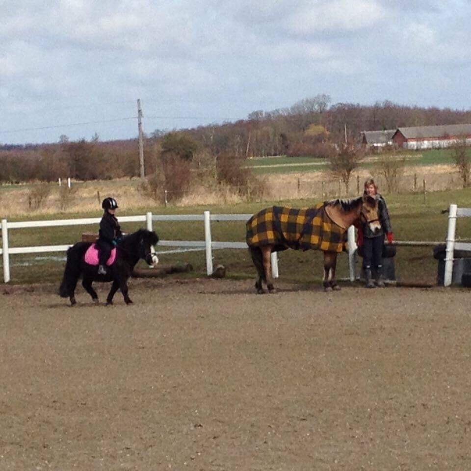 Anden særlig race Glimmer ~ SOLGT billede 15