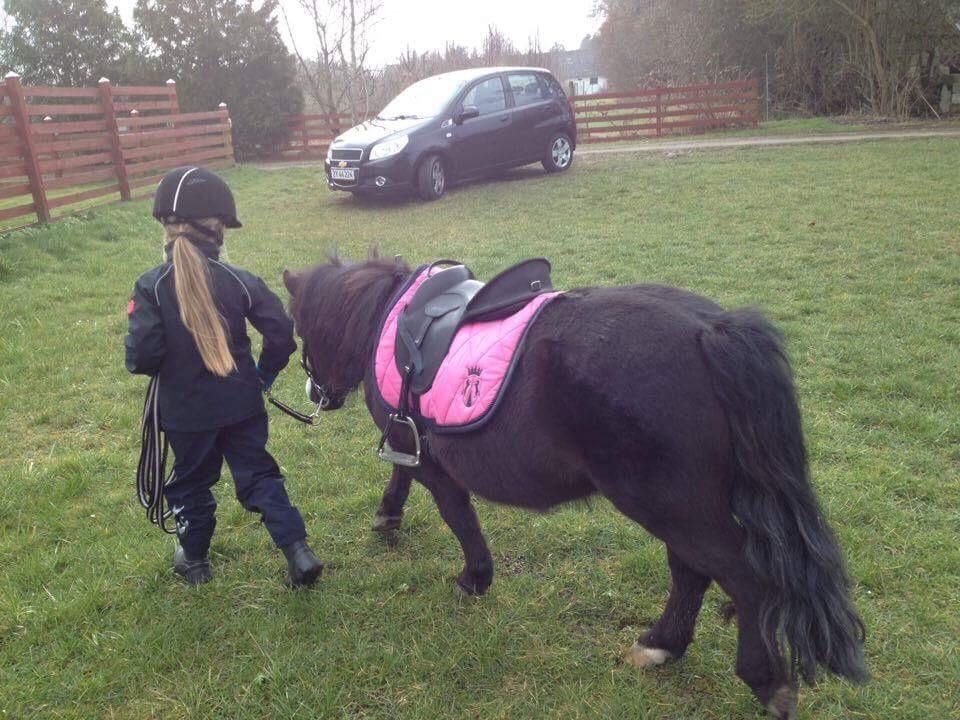 Anden særlig race Glimmer ~ SOLGT billede 20