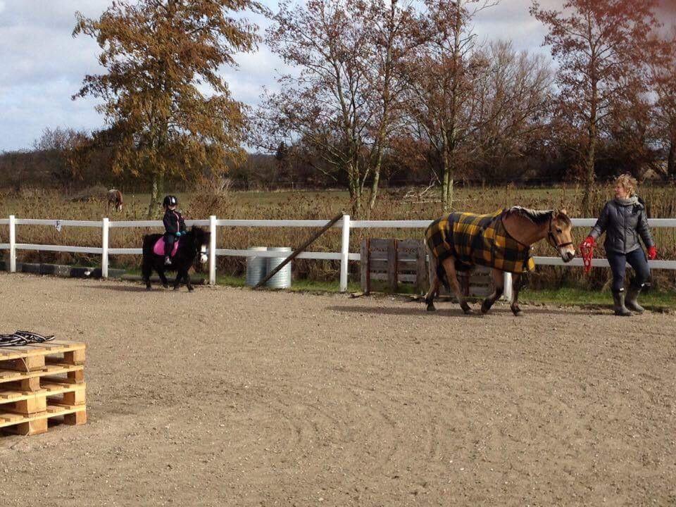 Anden særlig race Glimmer ~ SOLGT billede 19