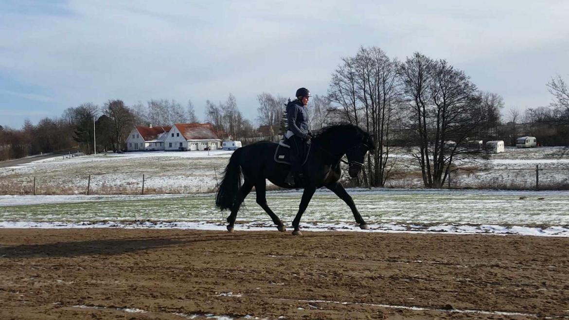 Oldenborg Renti's Zeus billede 6