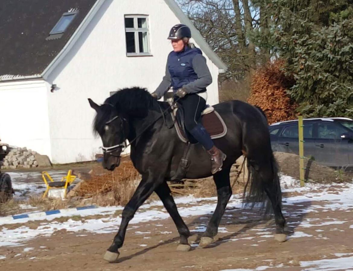 Oldenborg Renti's Zeus billede 7