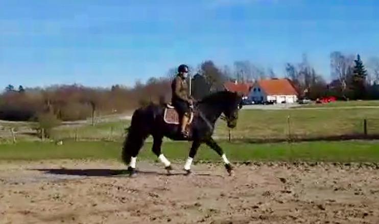 Oldenborg Renti's Zeus billede 8