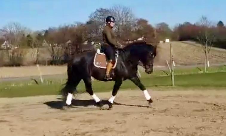 Oldenborg Renti's Zeus billede 9