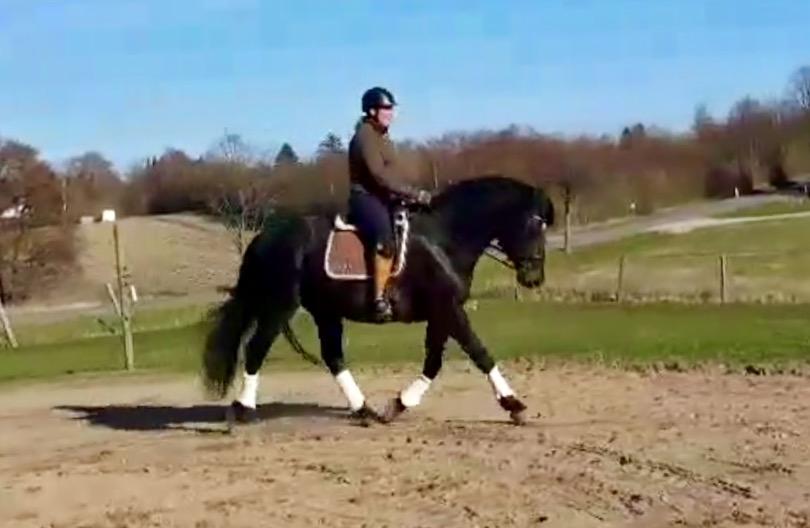 Oldenborg Renti's Zeus billede 10