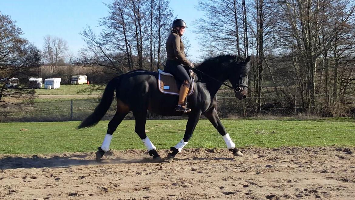 Oldenborg Renti's Zeus billede 11