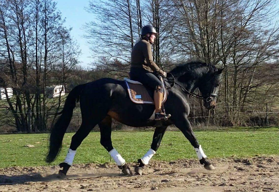 Oldenborg Renti's Zeus billede 12