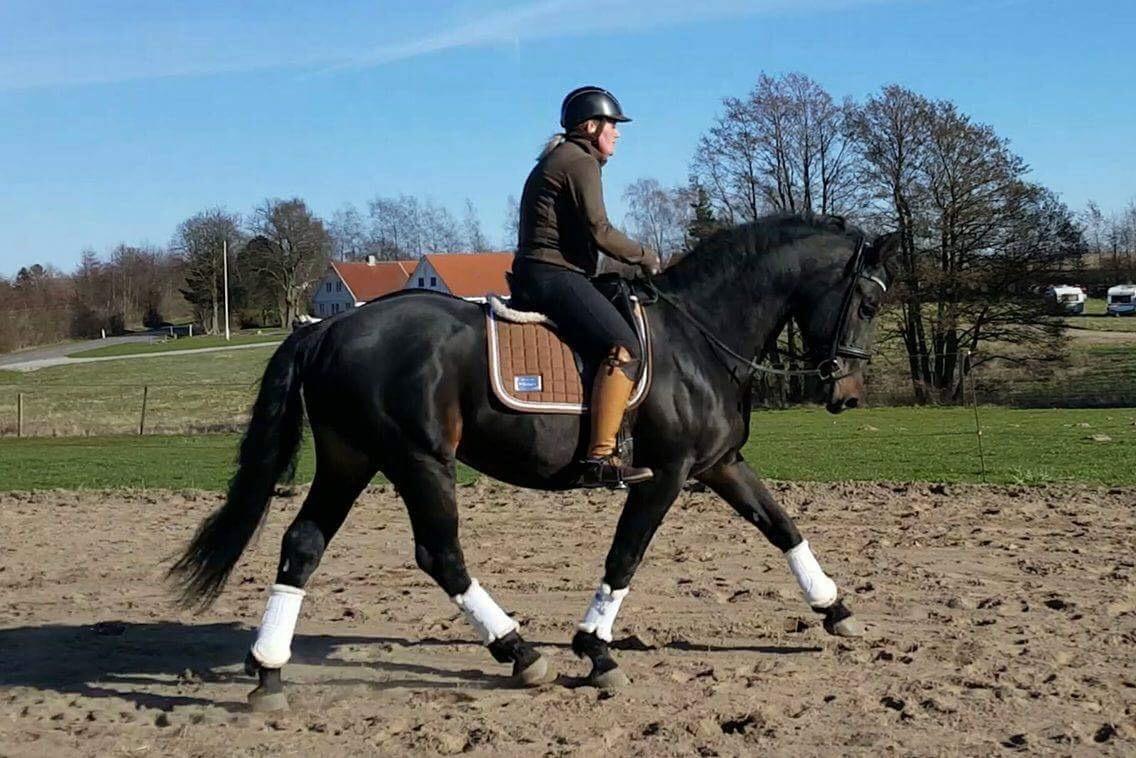 Oldenborg Renti's Zeus billede 13