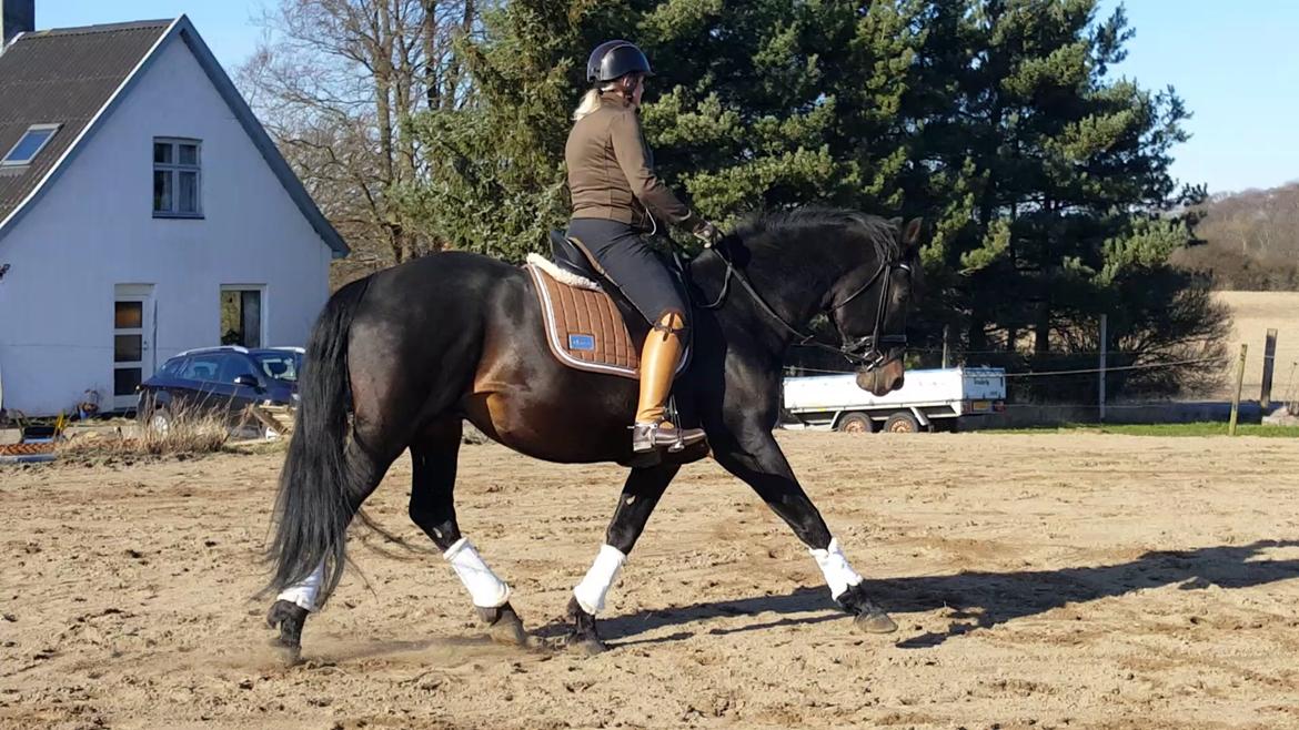 Oldenborg Renti's Zeus billede 14