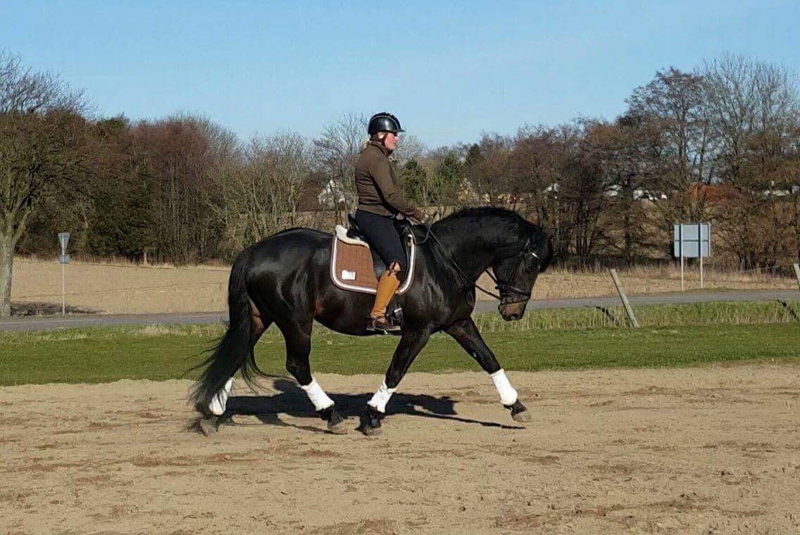 Oldenborg Renti's Zeus billede 15