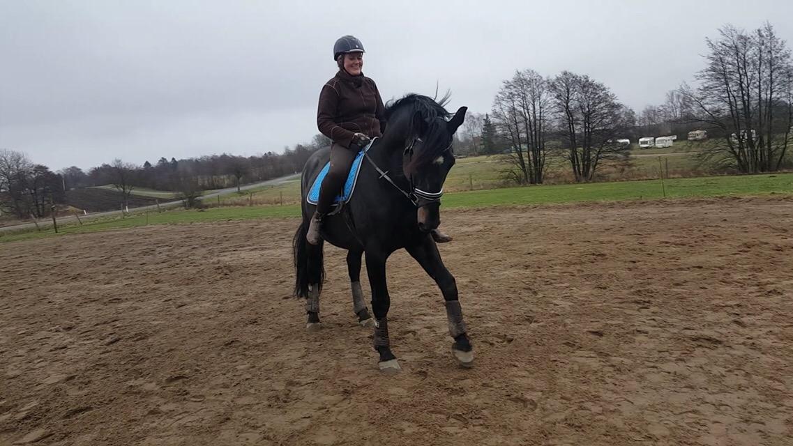 Oldenborg Renti's Zeus billede 2