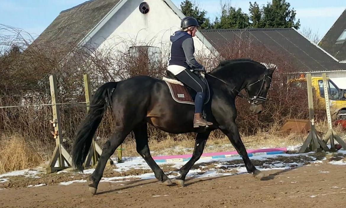 Oldenborg Renti's Zeus billede 3