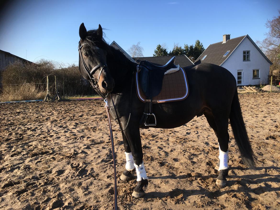 Oldenborg Renti's Zeus billede 4