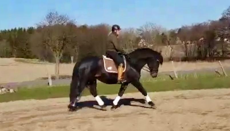 Oldenborg Renti's Zeus billede 5