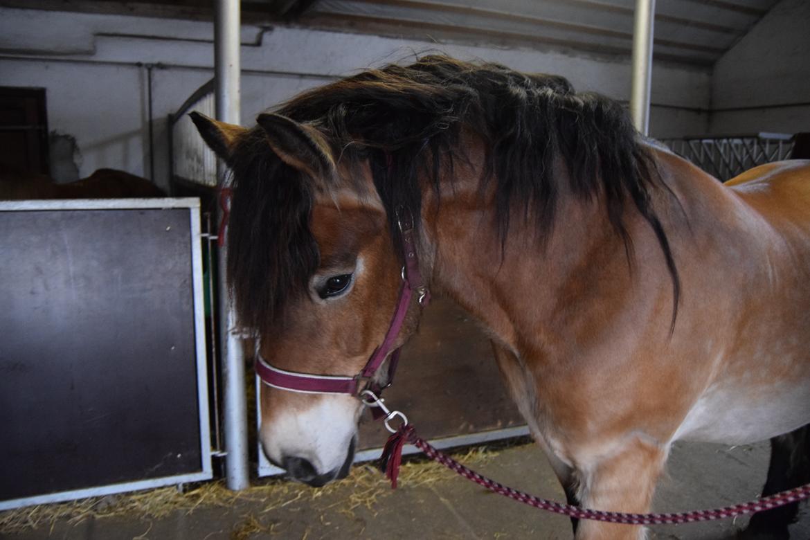 Nordsvensk Skovhest Balder (Cuauhtémoc Achak Canowicakte) billede 10