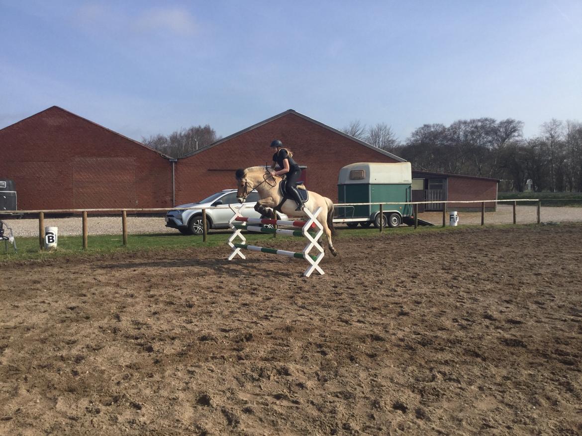 Fjordhest Camilla billede 3