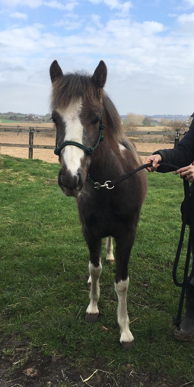 Anden særlig race Milky Slice - SOLGT billede 12