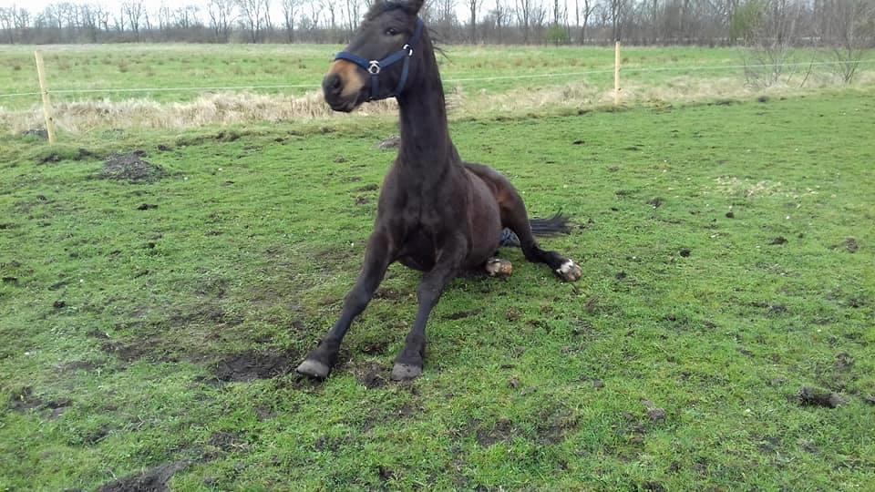 Oldenborg Cheval  billede 1