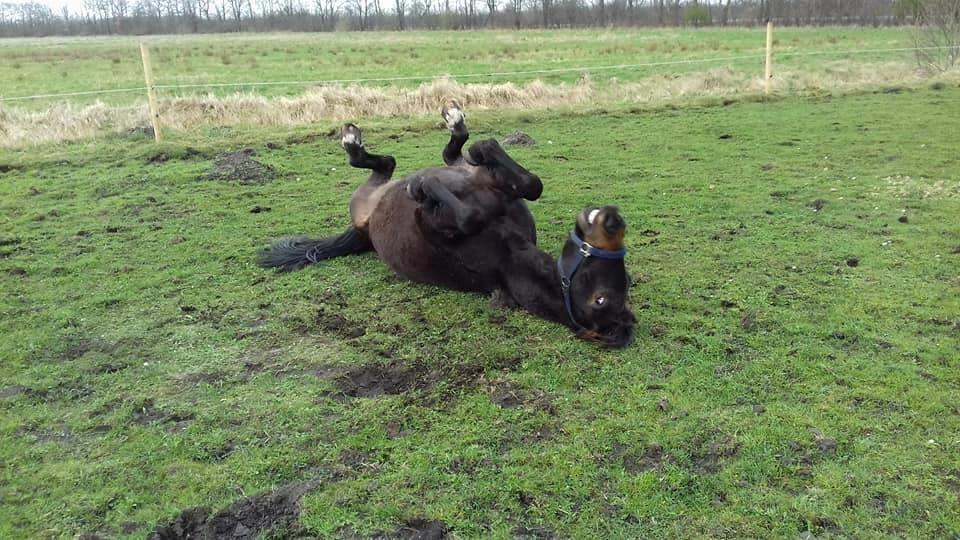 Oldenborg Cheval  billede 2