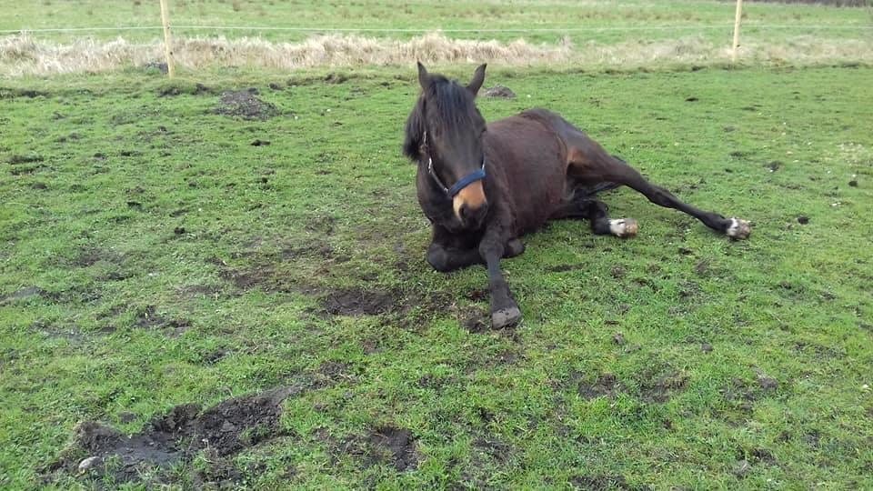 Oldenborg Cheval  billede 3