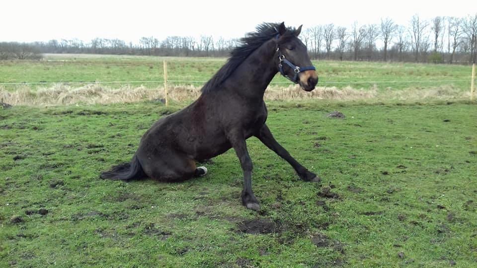 Oldenborg Cheval  billede 4