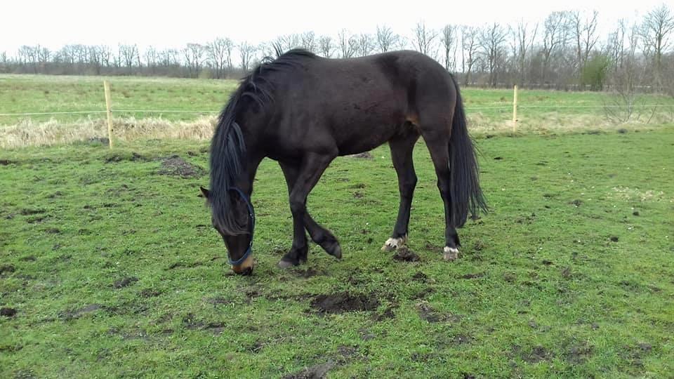 Oldenborg Cheval  billede 5