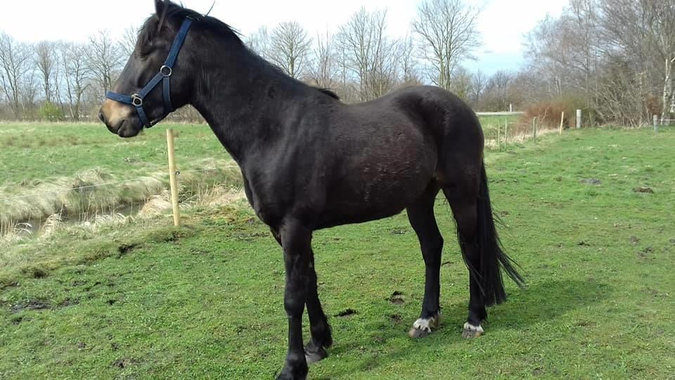 Oldenborg Cheval  billede 6