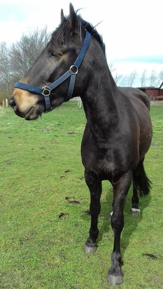 Oldenborg Cheval  billede 7